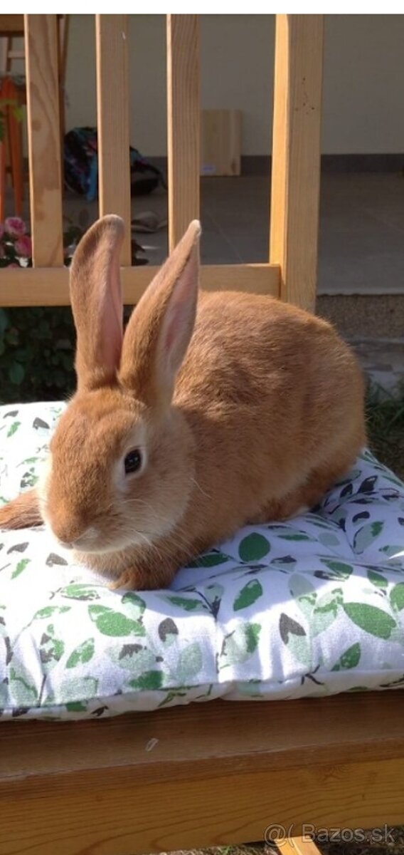 KRALIK-KASTORREXxMODRo_BIELY