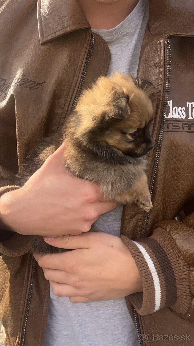 Ponúkam čistokrvného psíka pomeriana