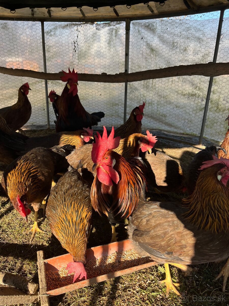 Kuhut vlaska jarabičia