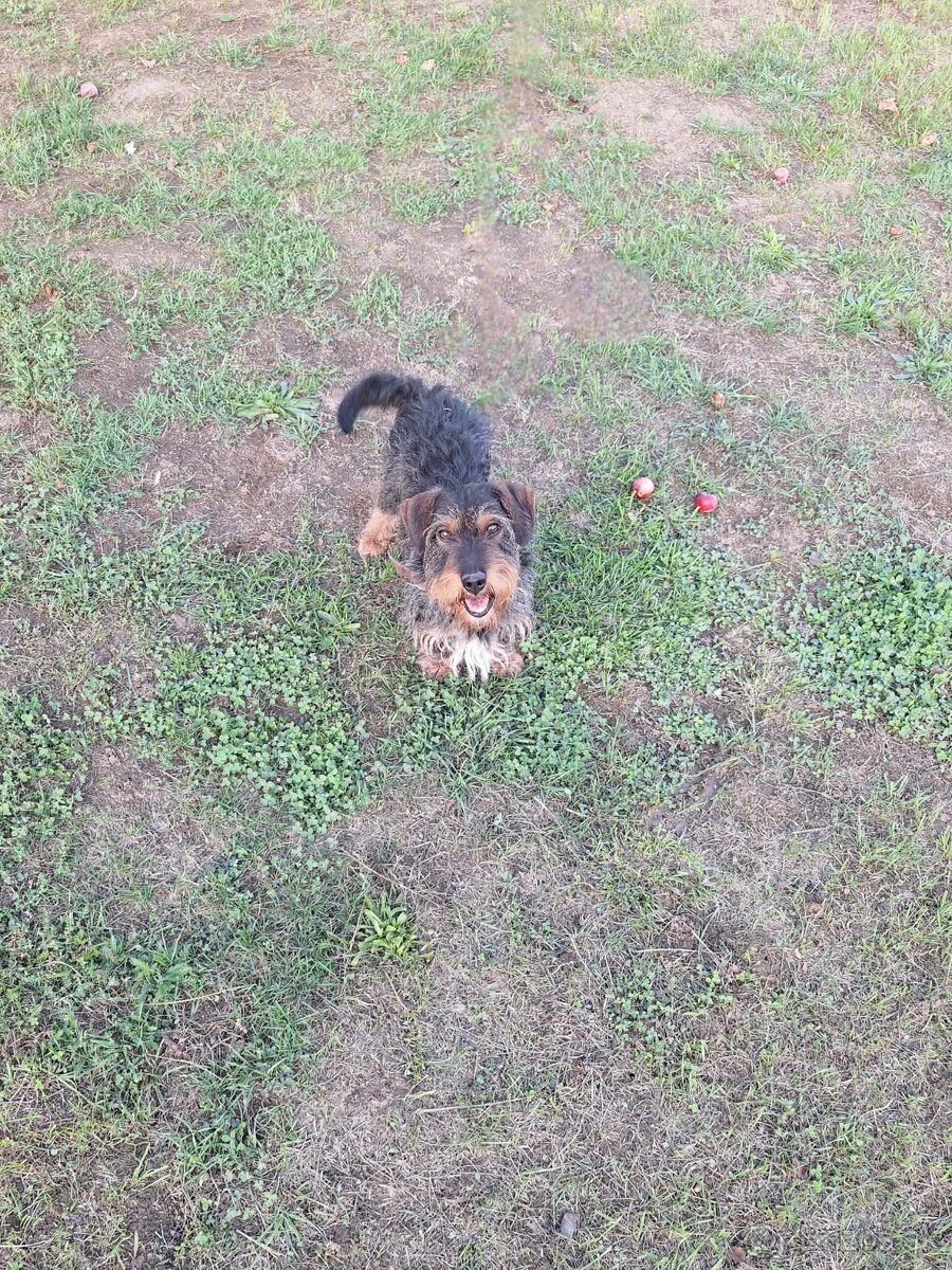 Darujem jazvečíka hrubosrstého