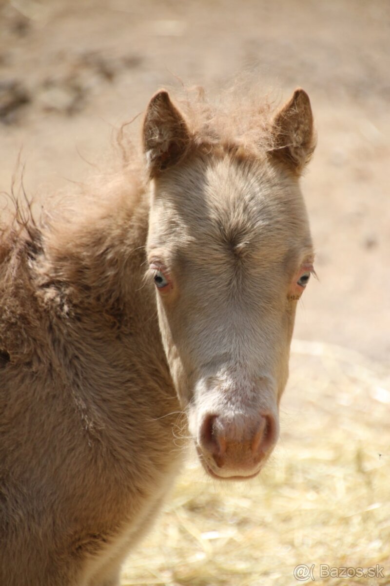 Minihorse champagne modré oči