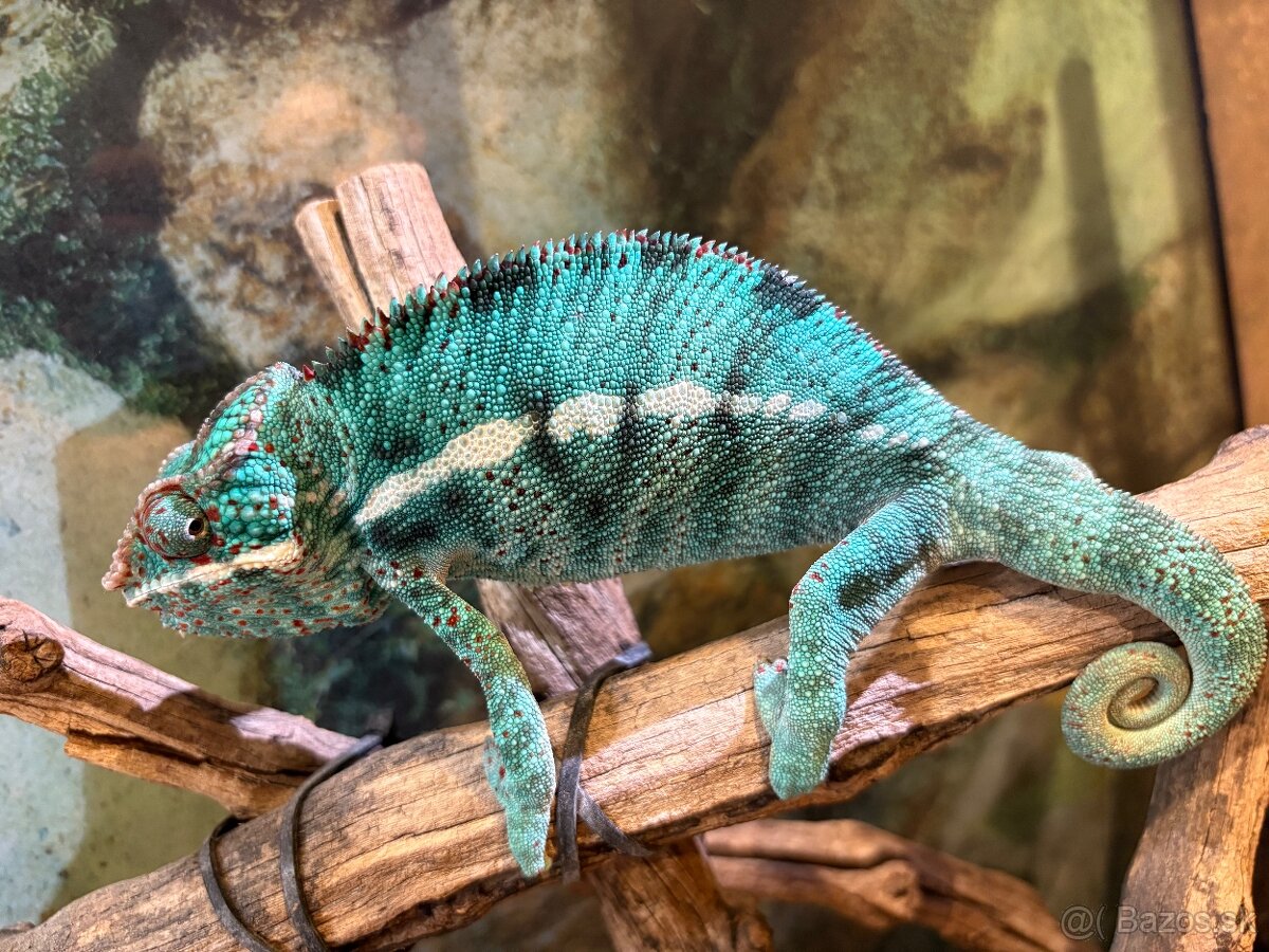 Furcifer pardalis ambilobe
