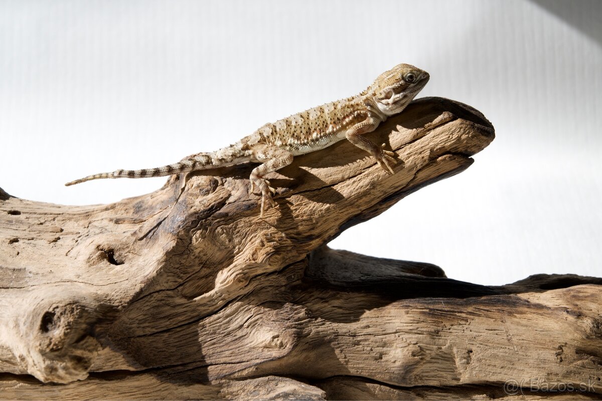 Predám agamy trpasličie