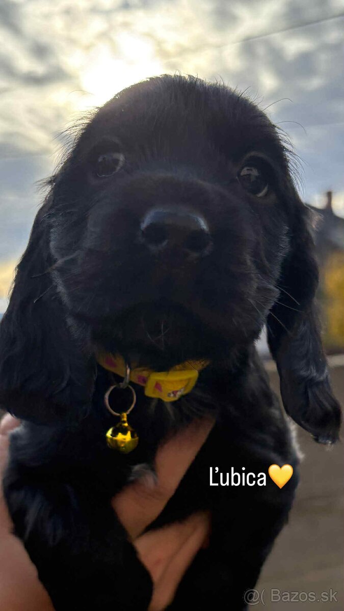 Anglický kokeršpaniel