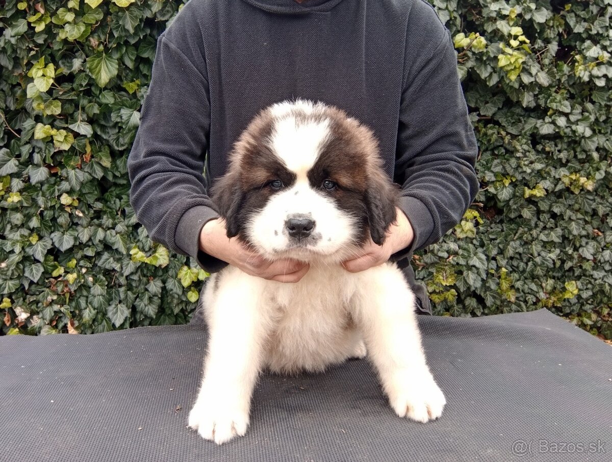 Moskovský strážny pes - Berkut