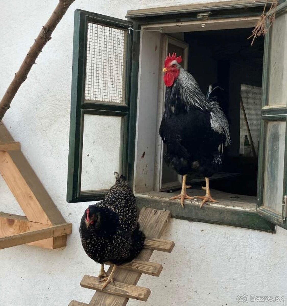 Barnevelder schwarz – násadové vajcia