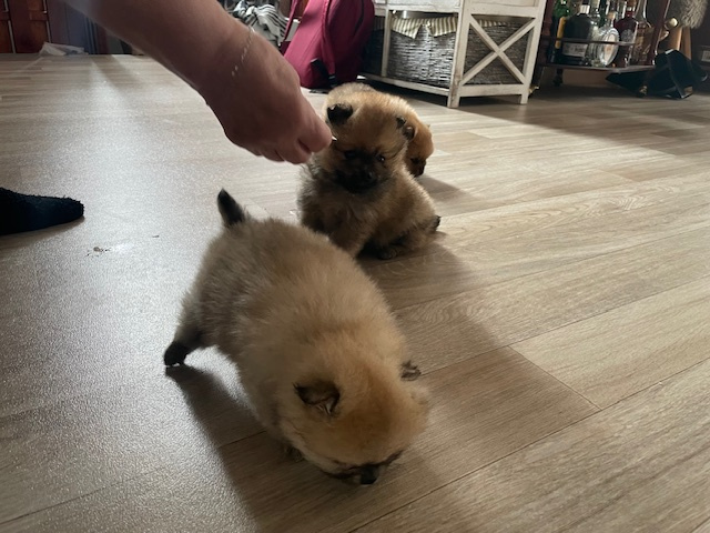 Pomeranian - Nemecky trpasliči špic - šteniatka