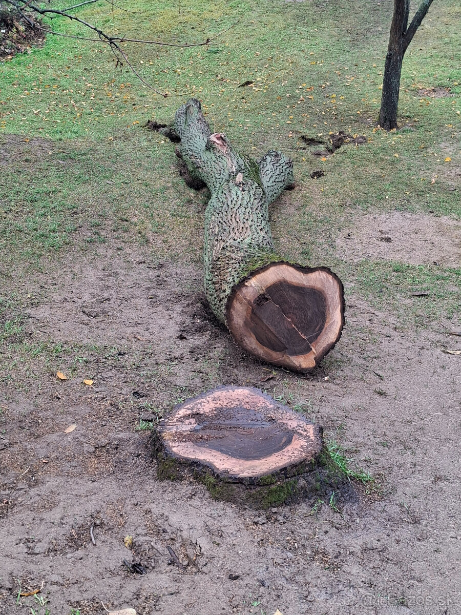 Orech kmeň guľatina priemer70cm - 30/35cm dlzka 7.8m + klaty