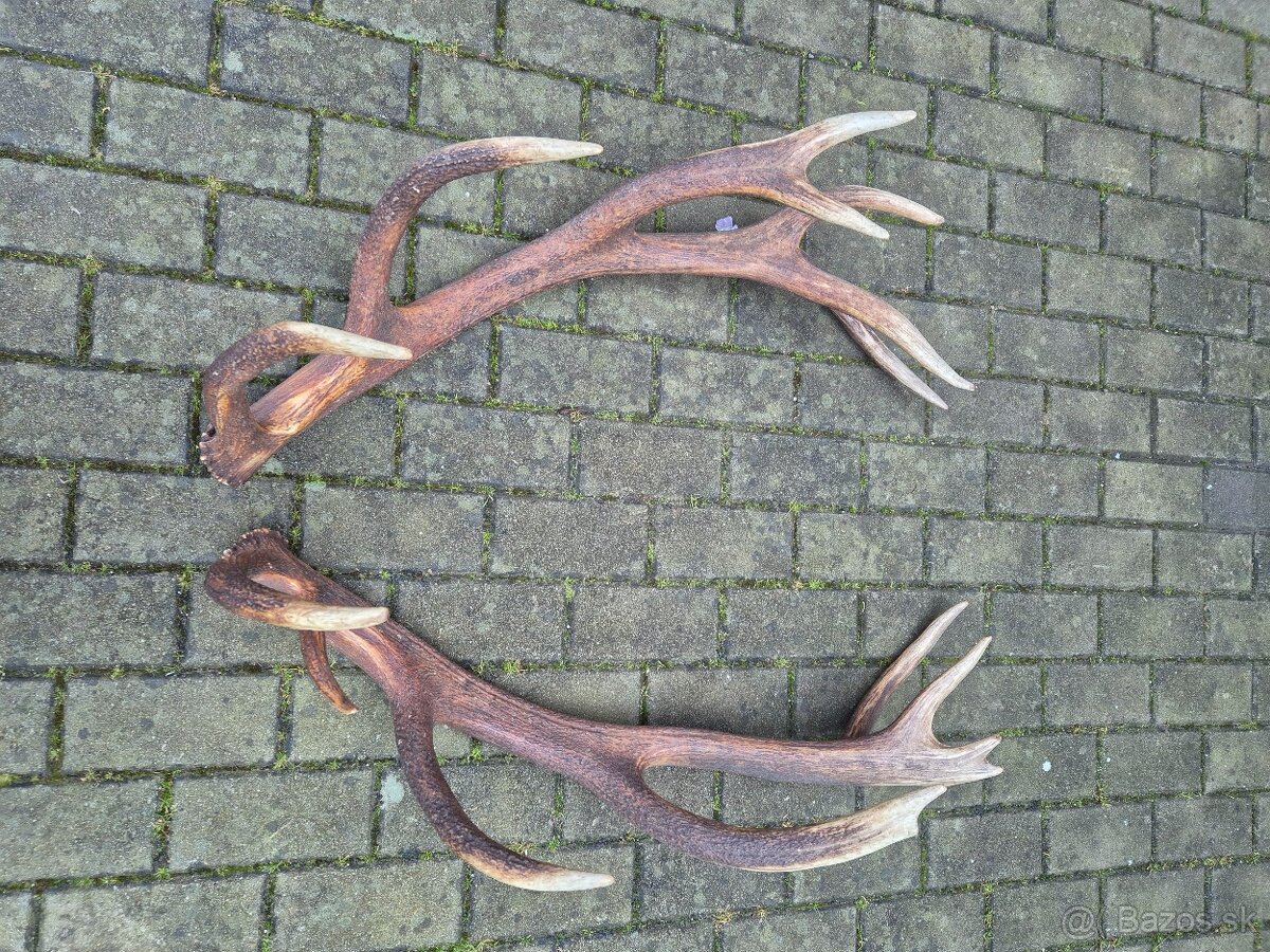 Trofej trofeje paroh parohy parozie zhody