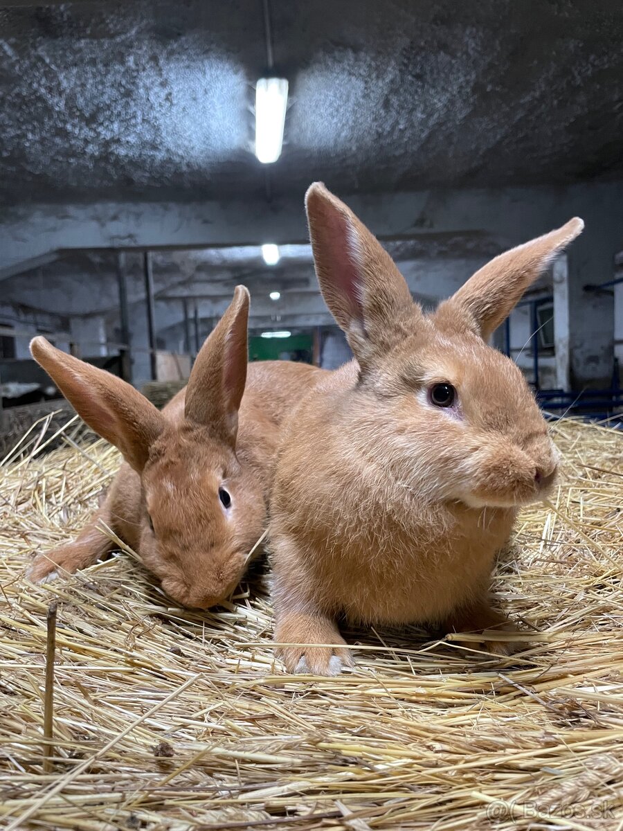 Burgundské králiky