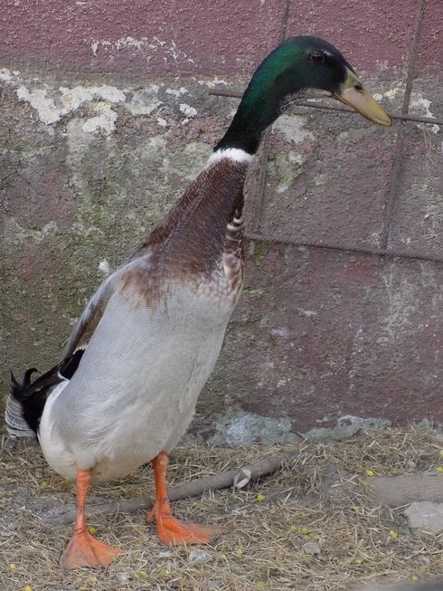 Indický bežec