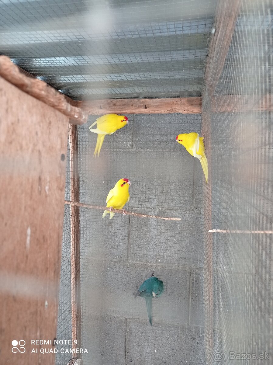 Kakarik