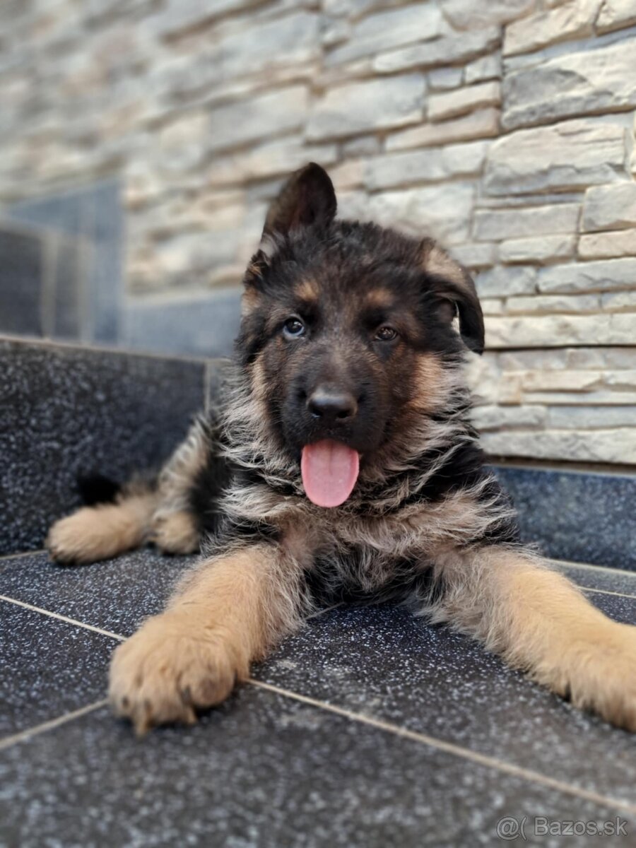 Nemecky ovčiak