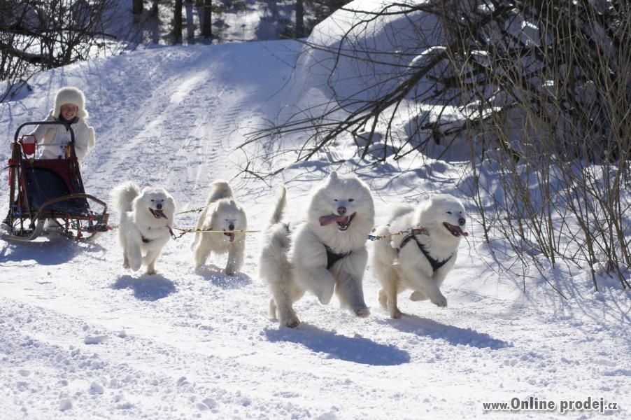 SAMOJED štěňátka s PP rezervace léto 2025