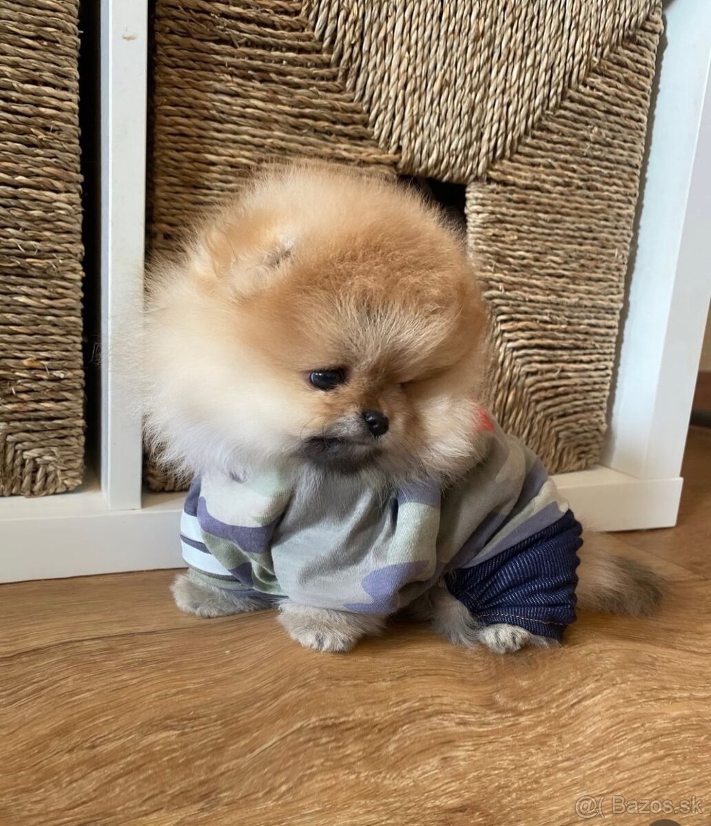 Pomeranian chlapček