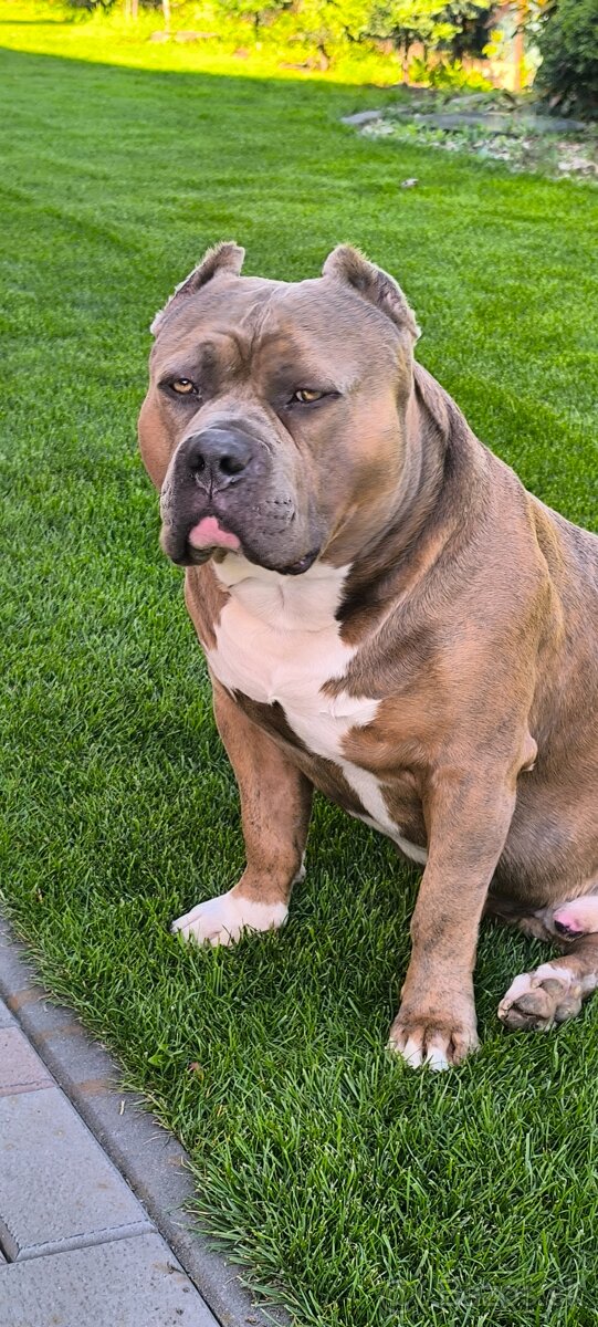 American Bully krytie