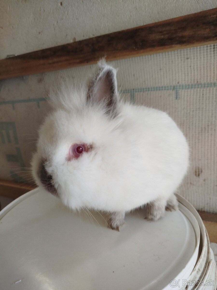 Samička zakrsleho králika