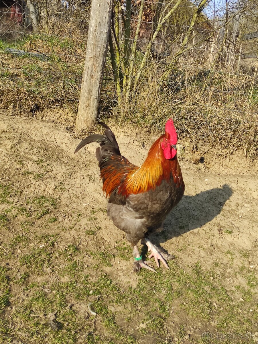 KOHÚT 🐓 MARANS ,+ KÚPIM SLIEPKY