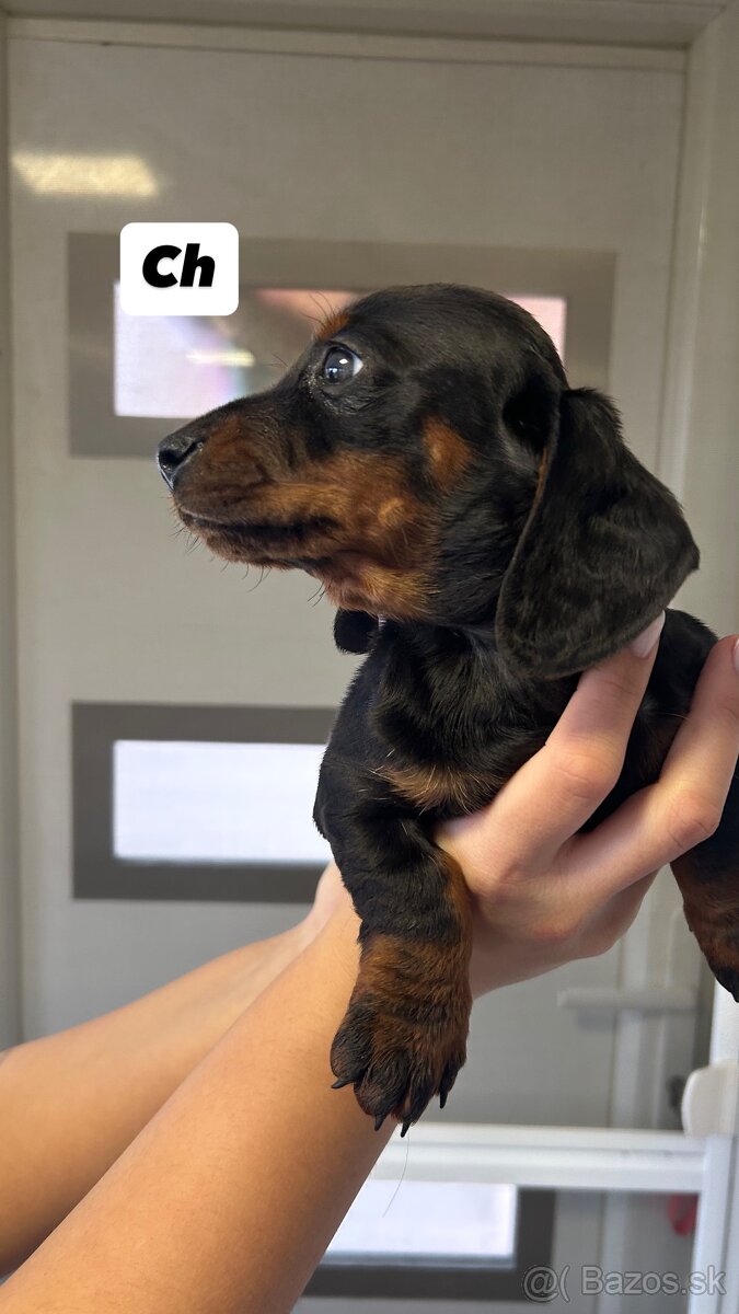 Trpazličí jazvečík