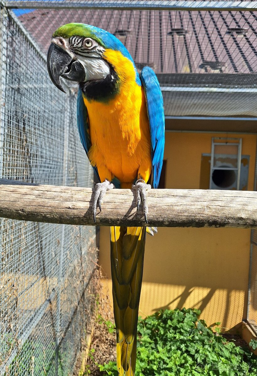 1.0 ara ararauna