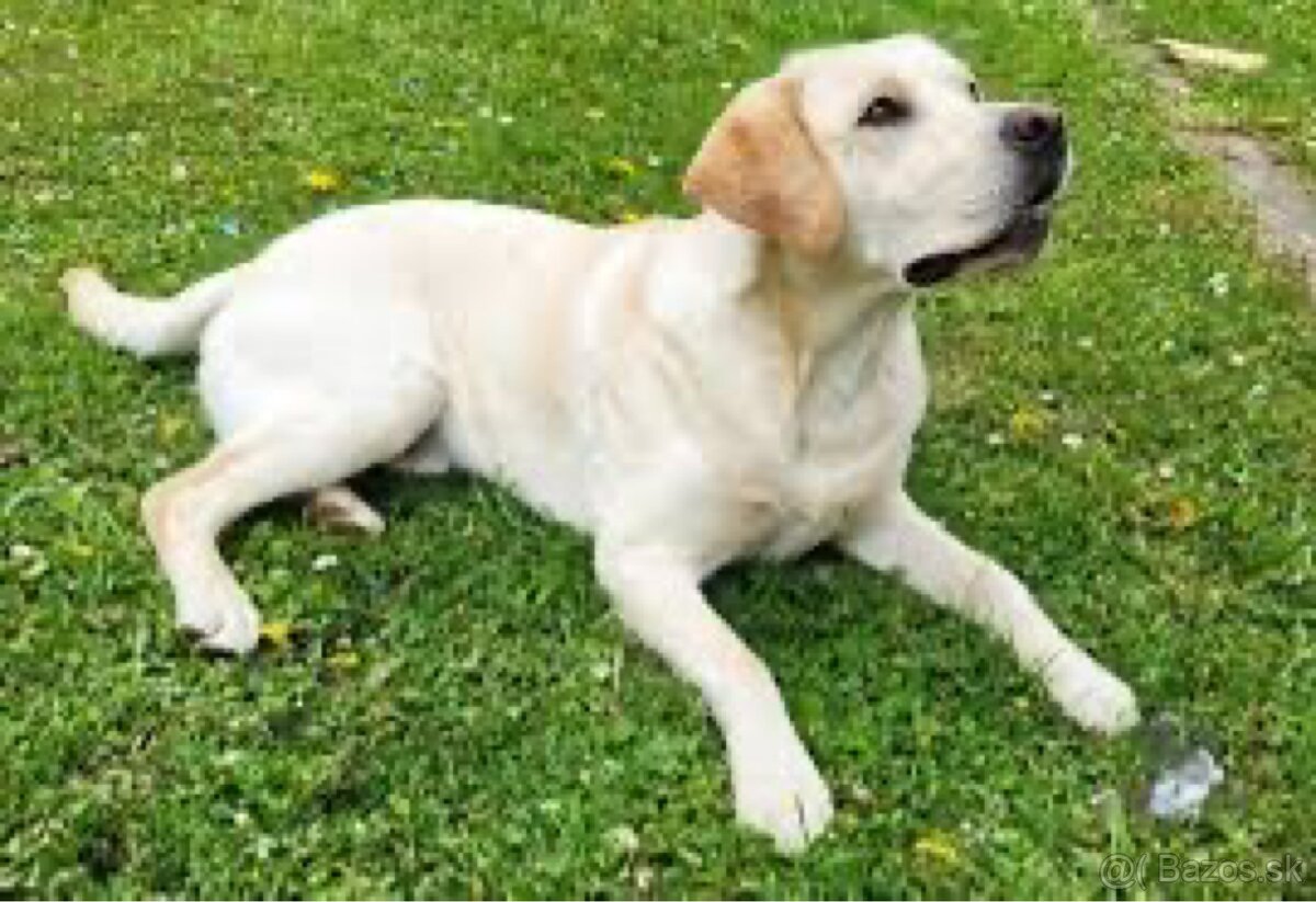 Labradorský retríver