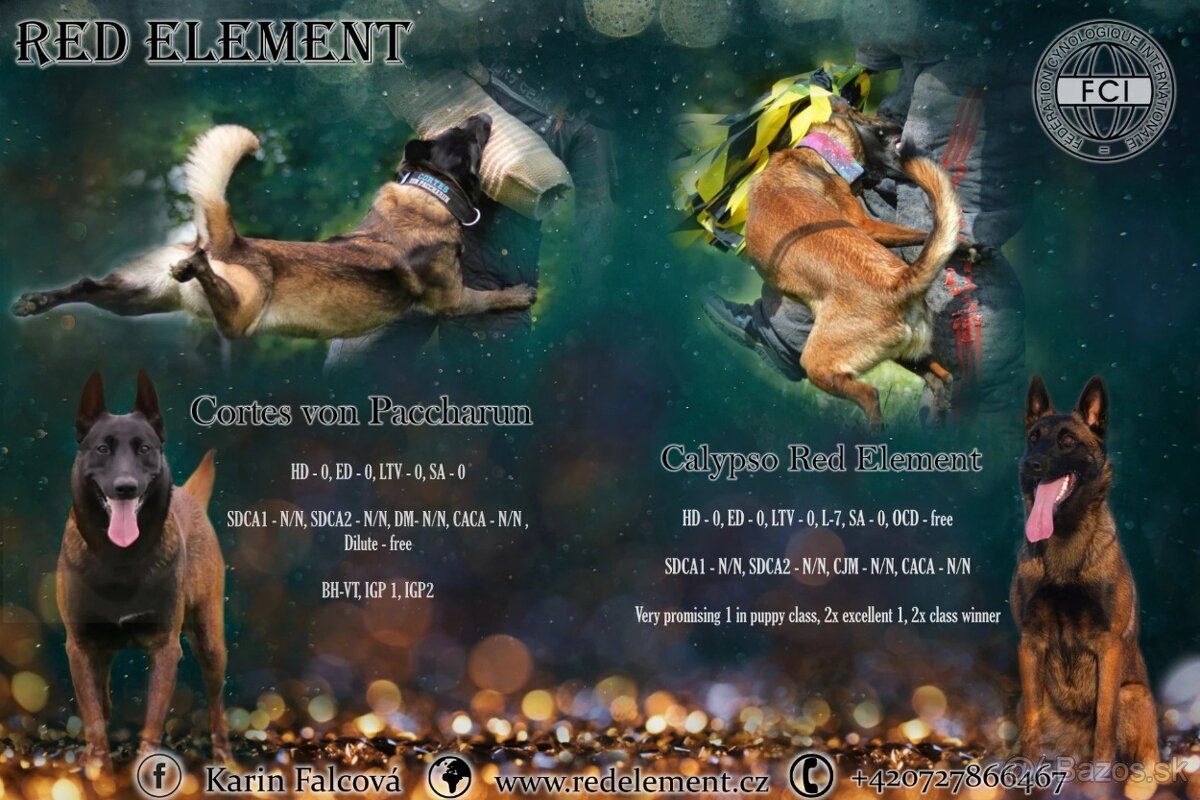 Belgický ovčiak malinois s PP