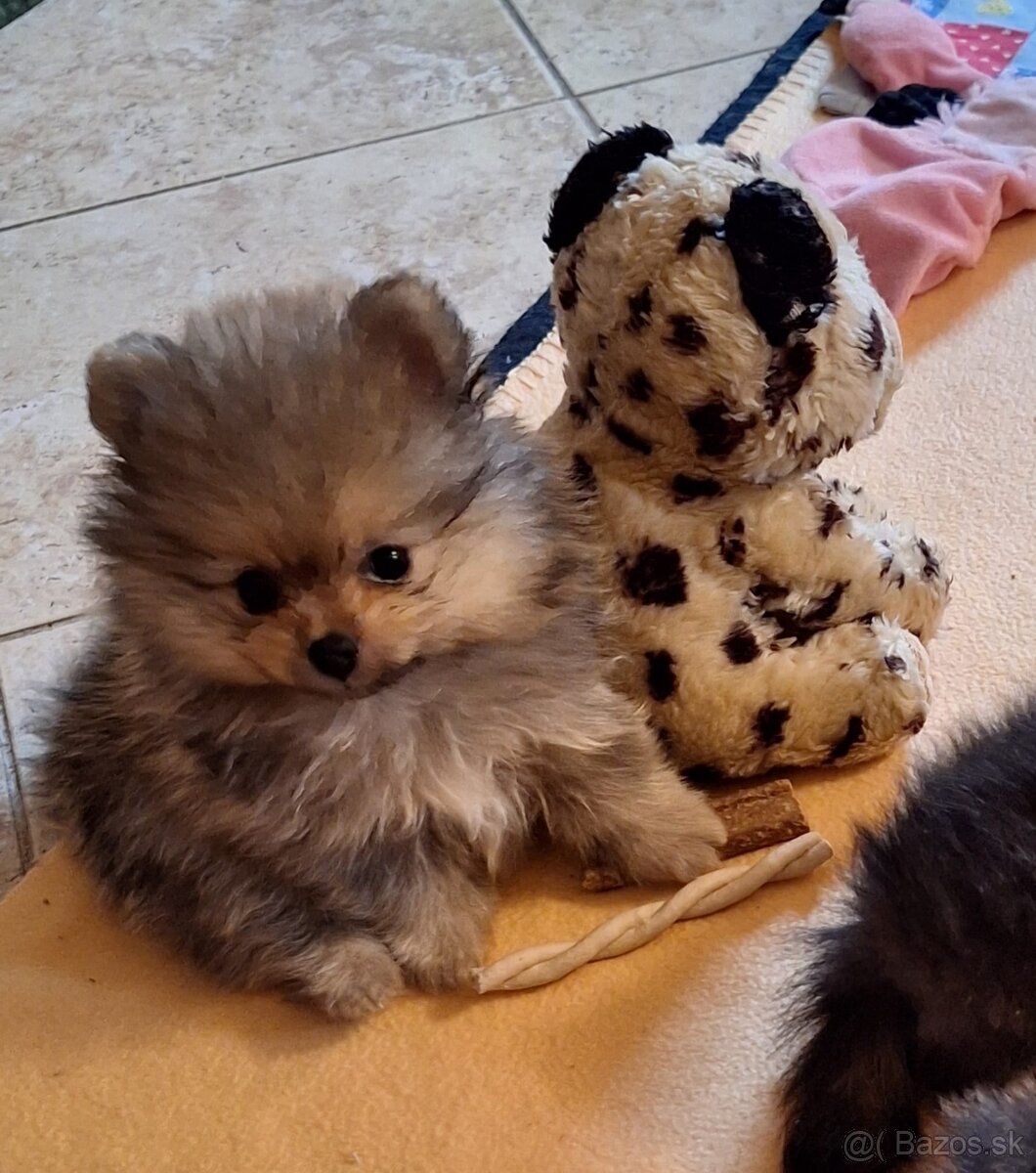 Pomeranian s PP