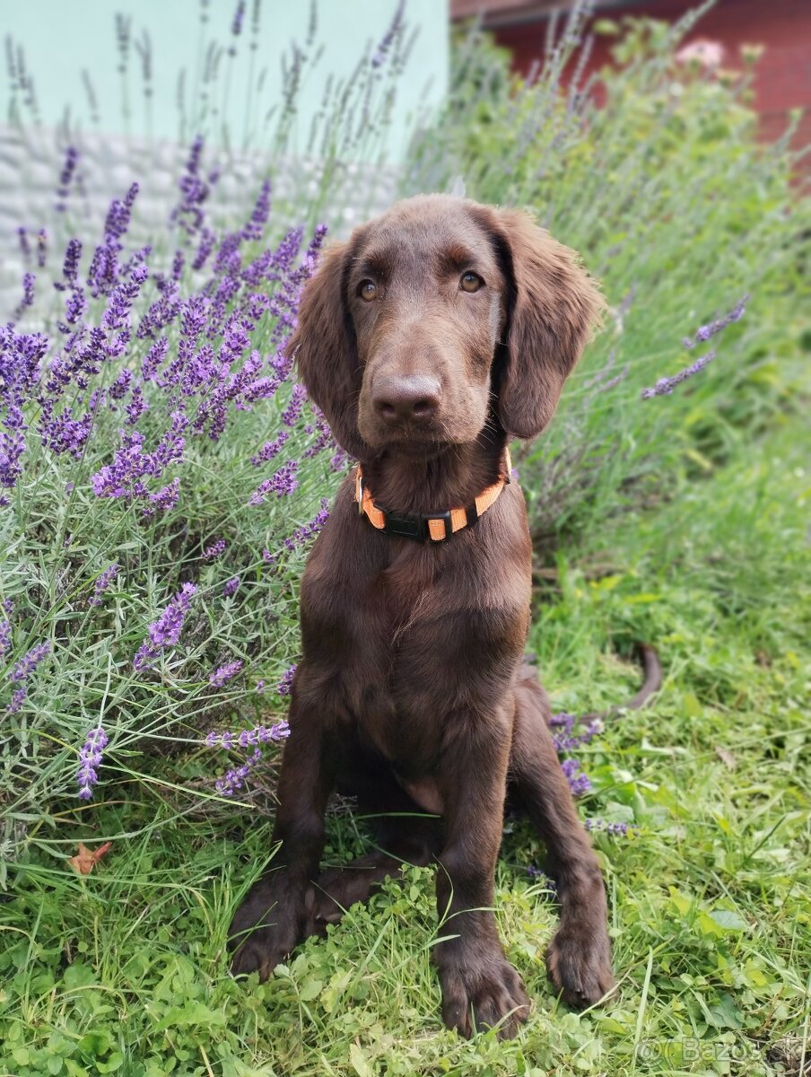 Flat coated retriever - šteniatko s PP