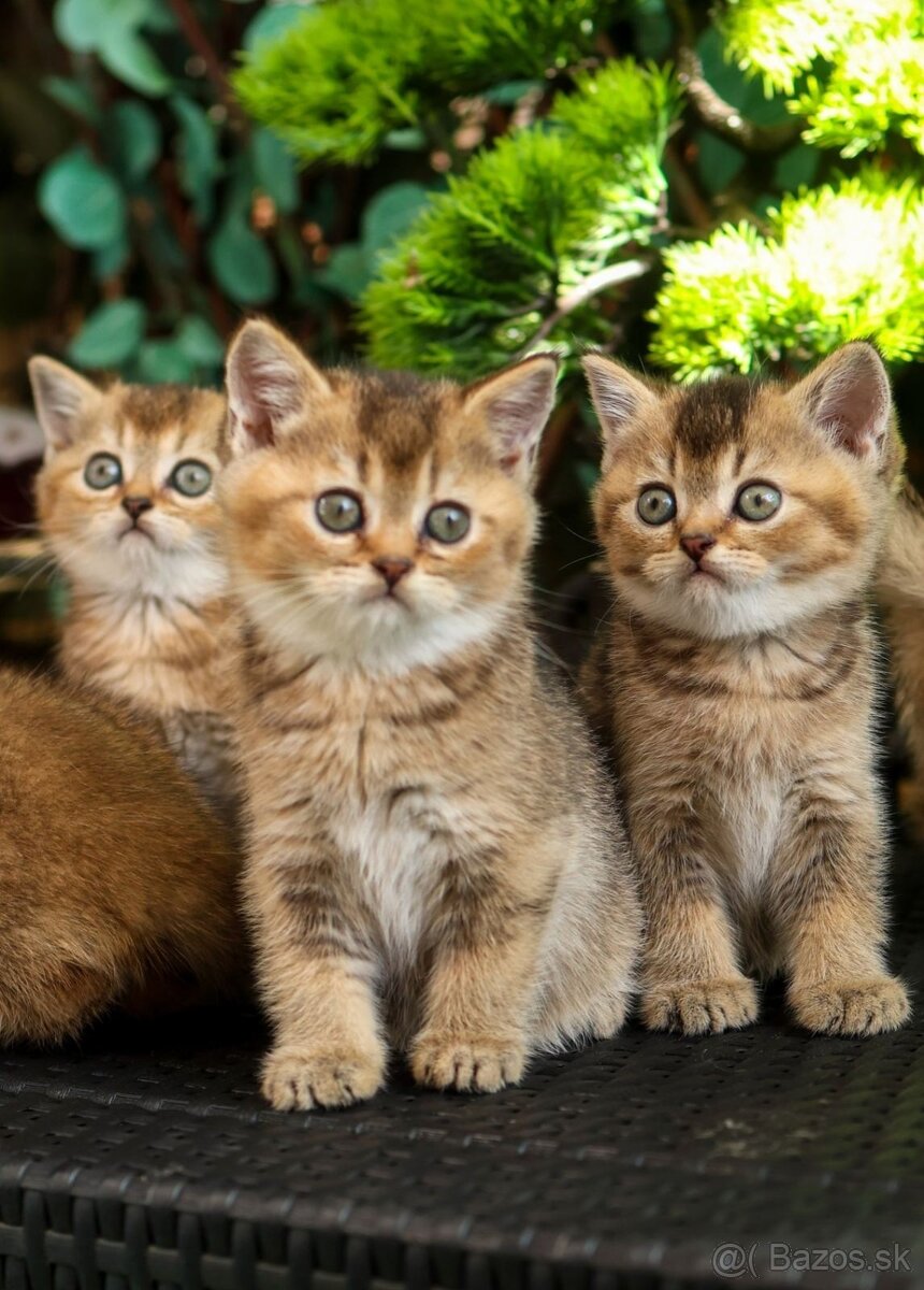 Britská krátkosrstá mačka