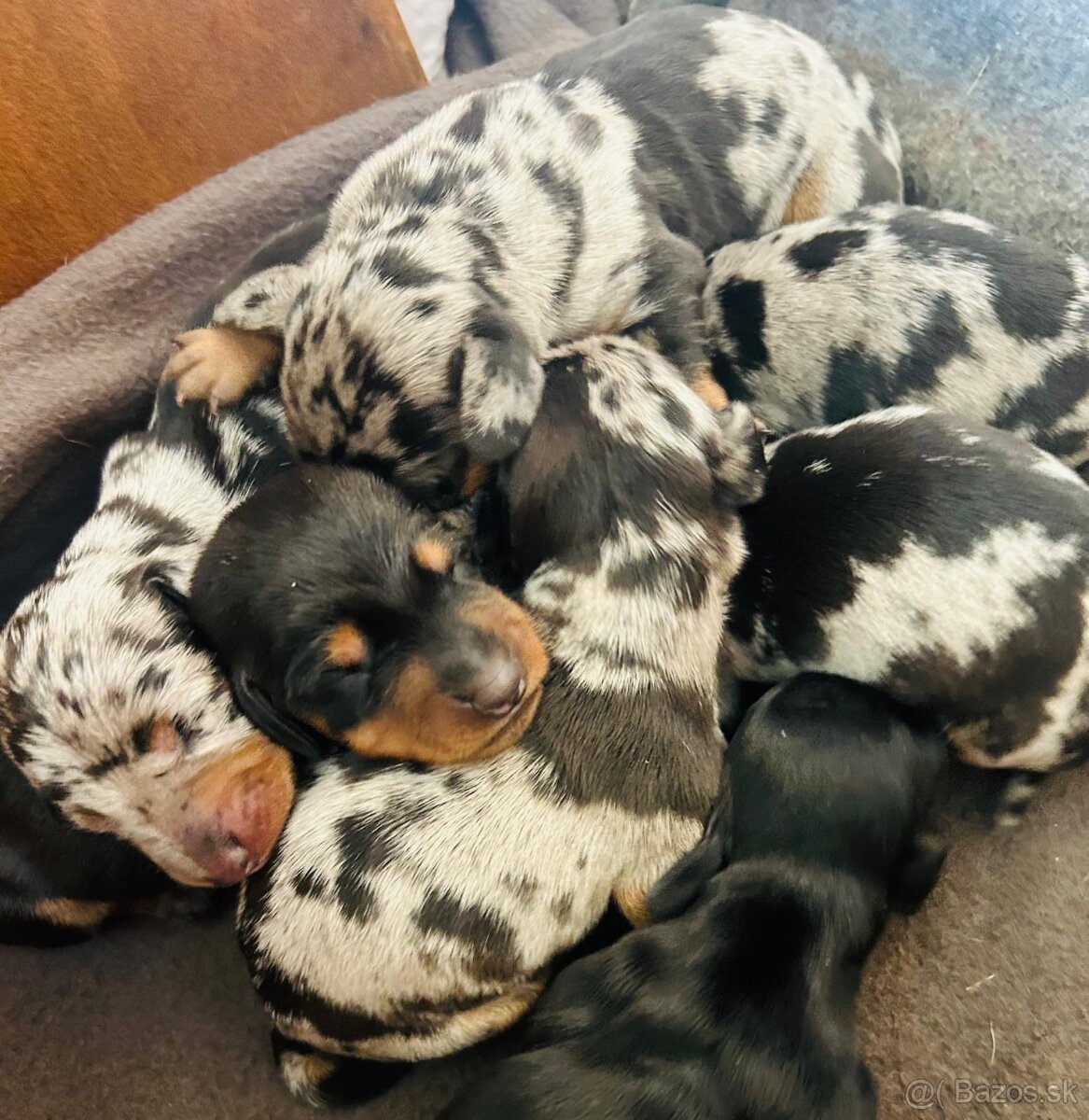 Predám jazvečíkov - hladkosrstý štandard krátkosrstý