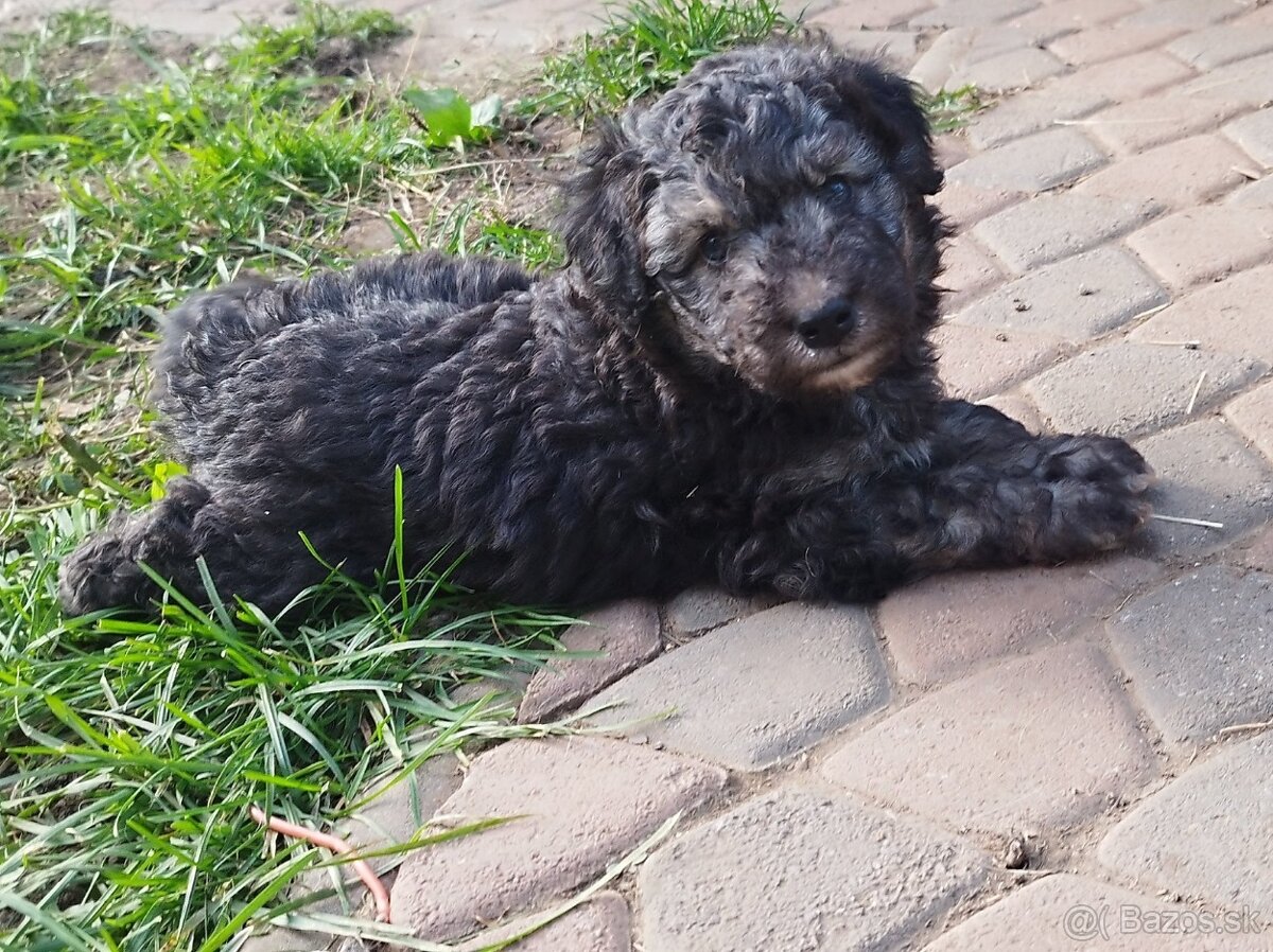 Slovenský hajčiarik šteňiatka