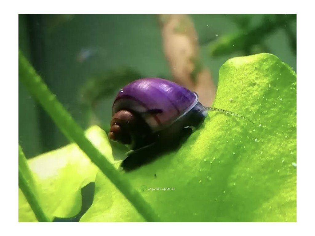 Predám ampularie fialové