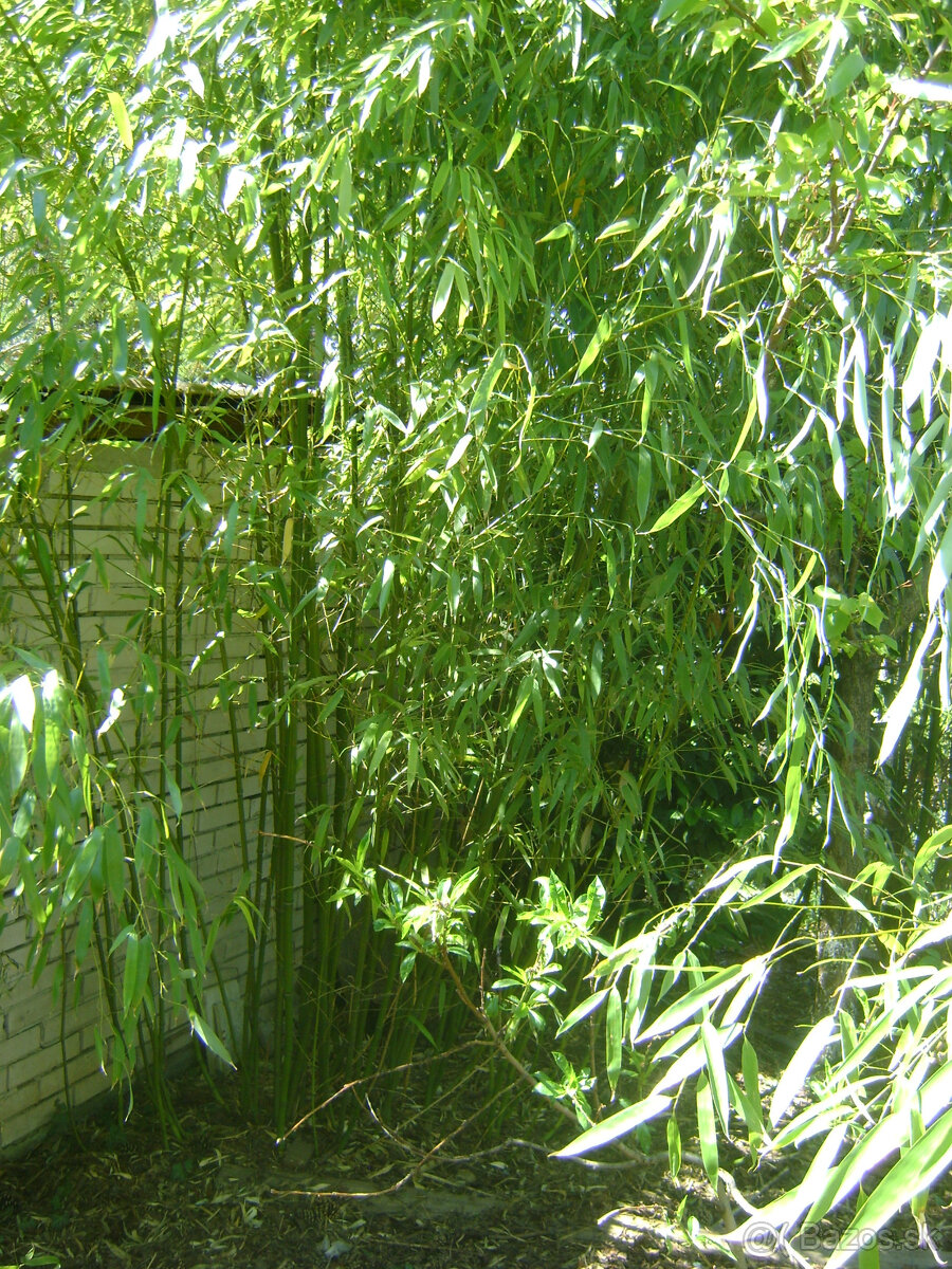 Bambusy - vysoké, nízke