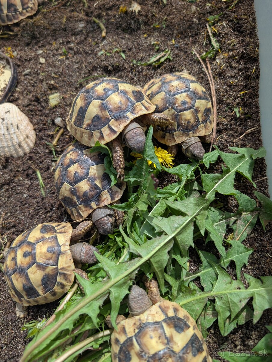 Predám mláďatá aj staršie kusy Testudo hermanni boettgeri