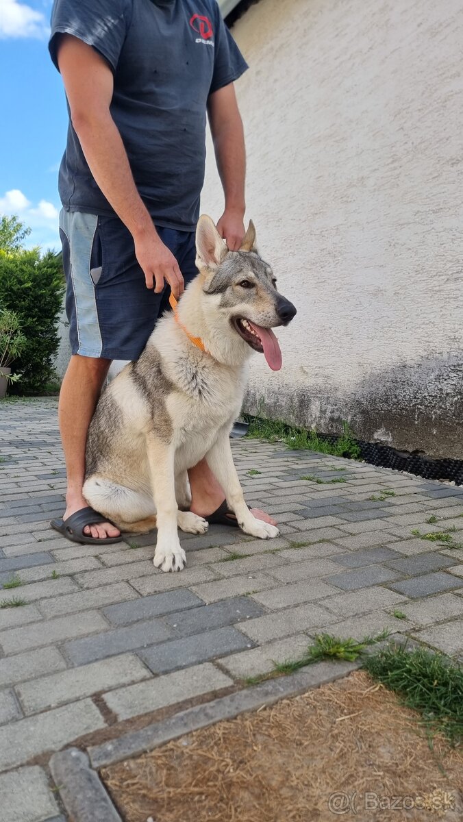 Československý vlčiak