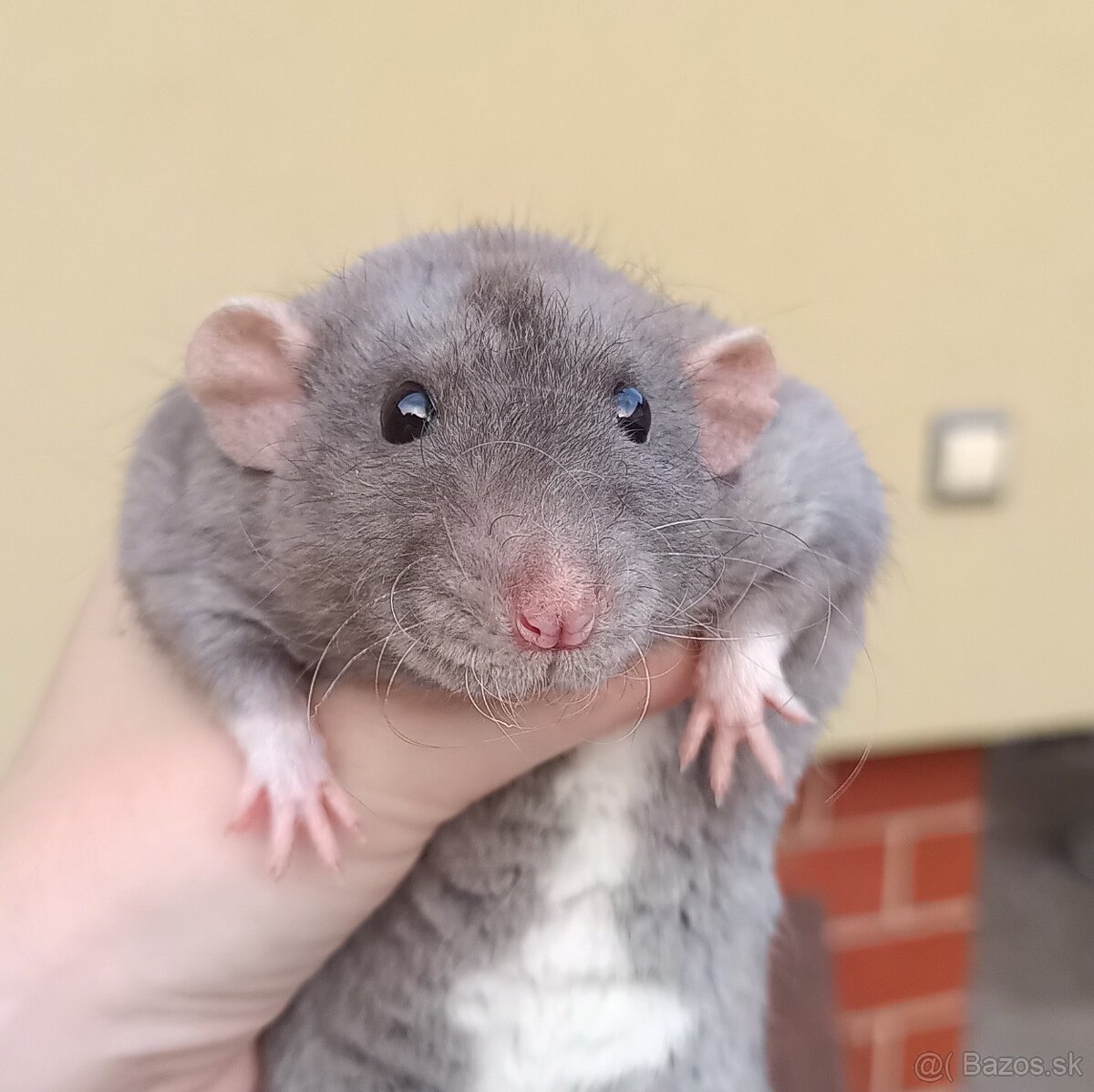 ❤ Exkluzívne dumbo, velveteen, rex potkaníky