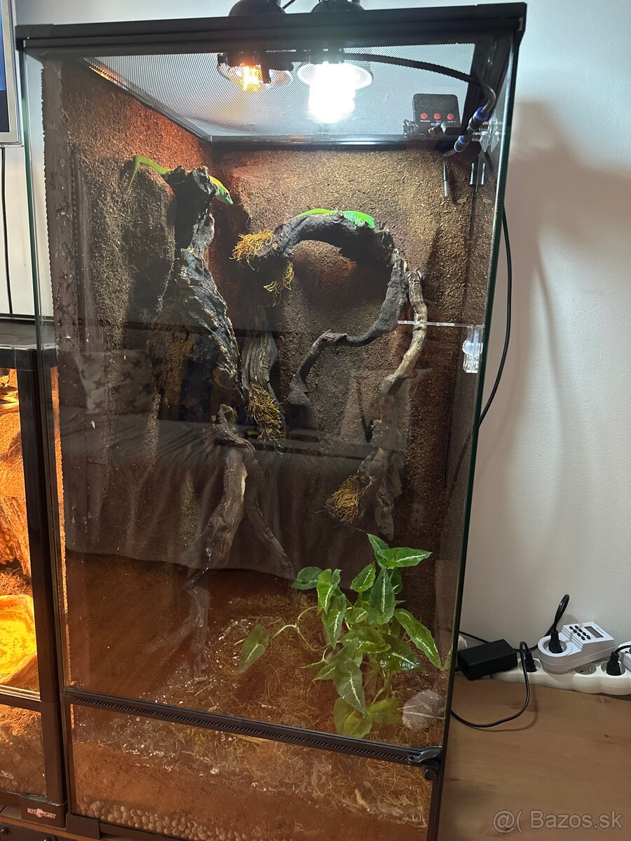 Terárium + felzumy madagaskarské