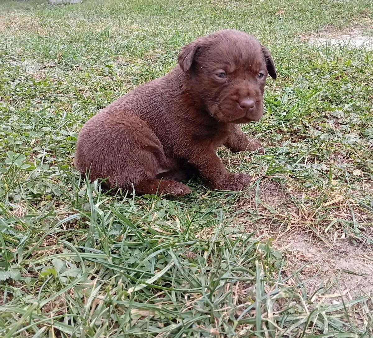 Labrador
