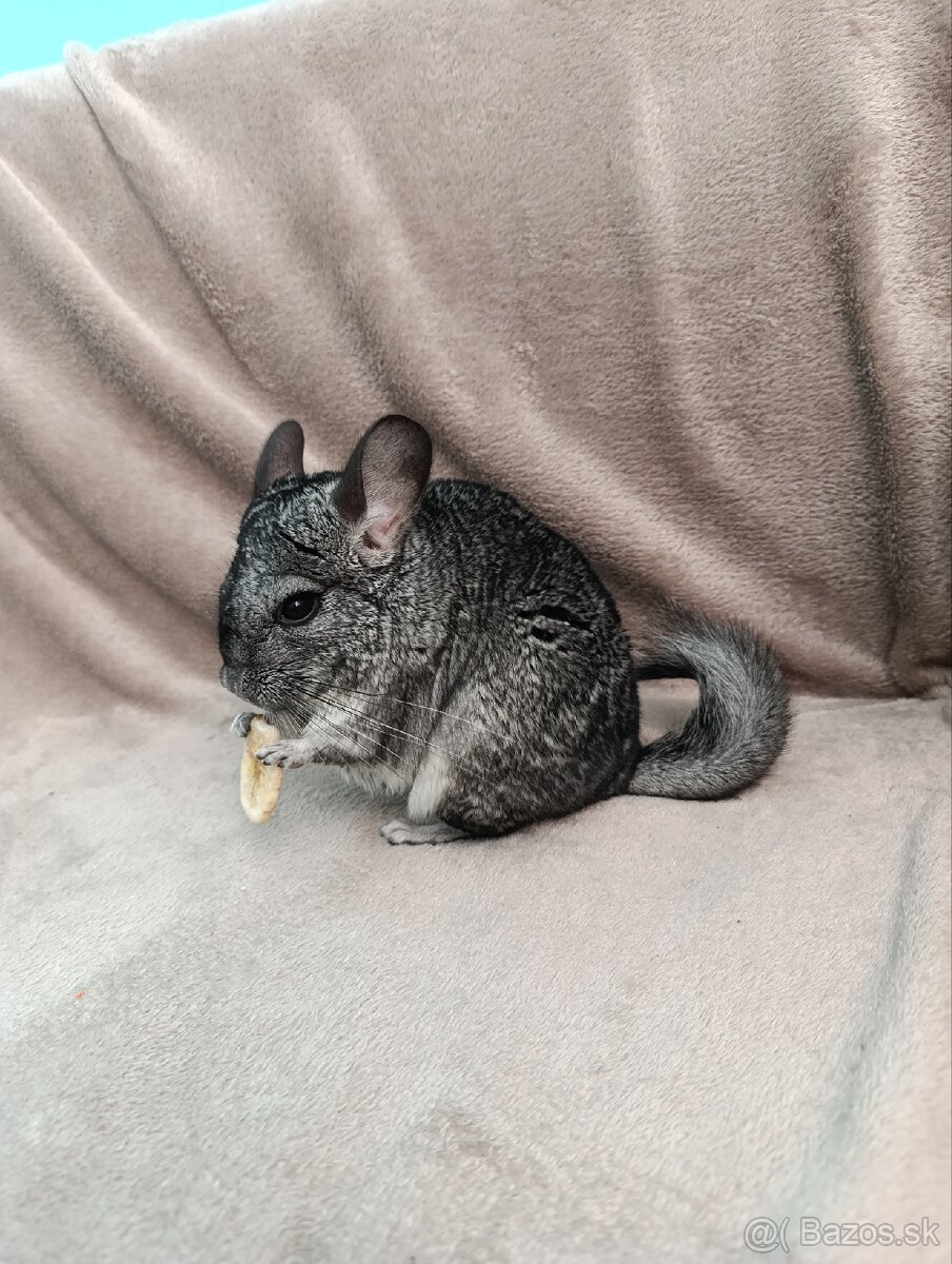 Predám činčile do dobrých rúk