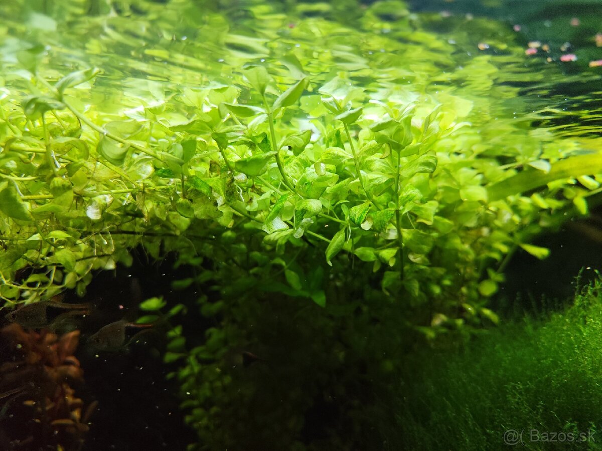 Rastlinky do akvária