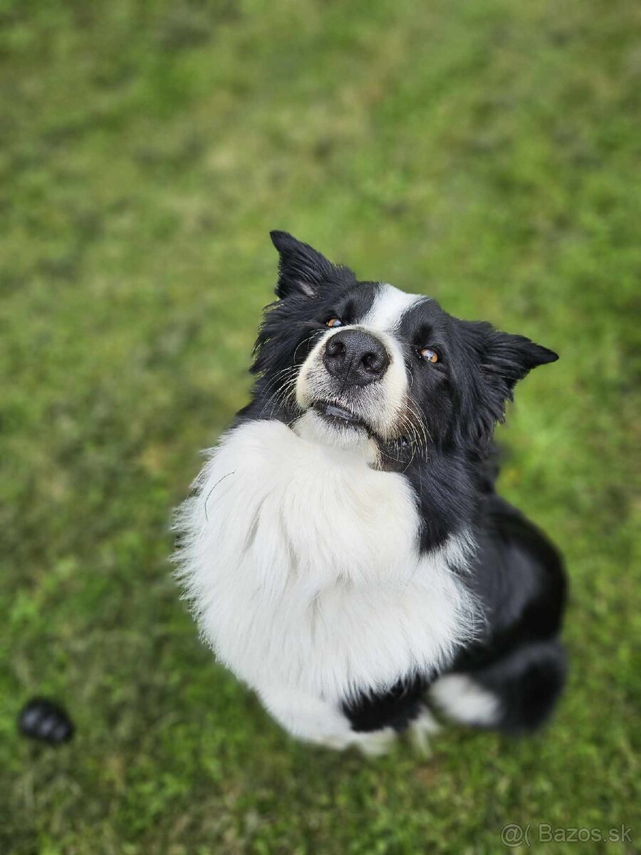 Border kolia na krytie