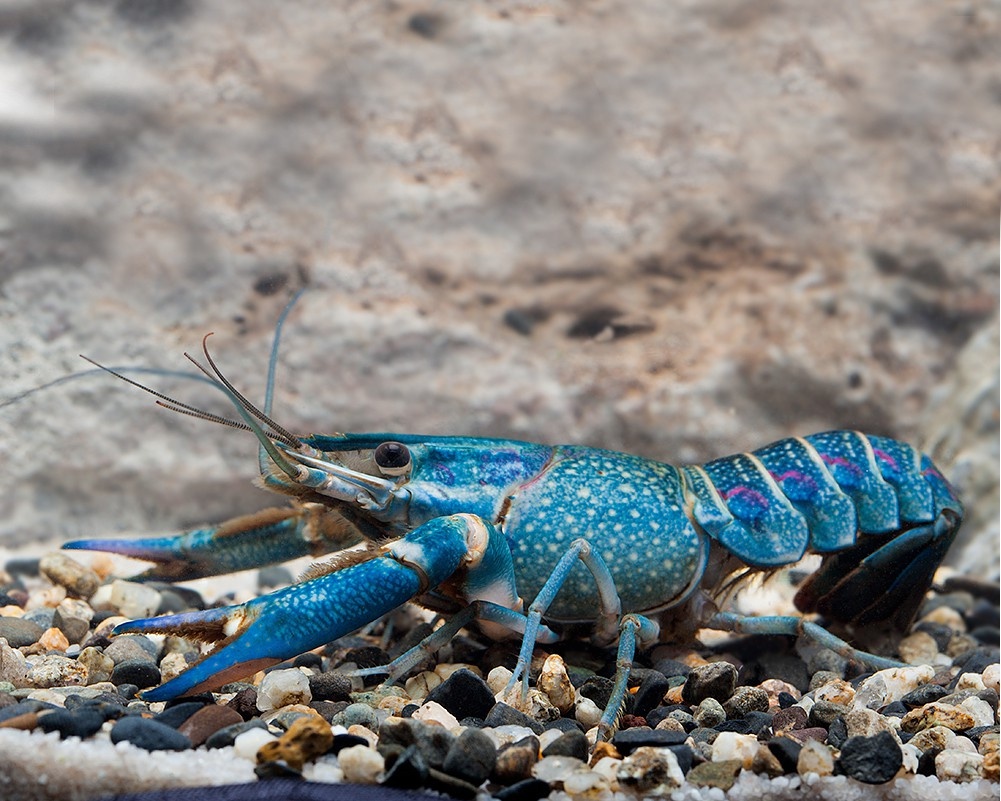 Cherax quadricarinatus