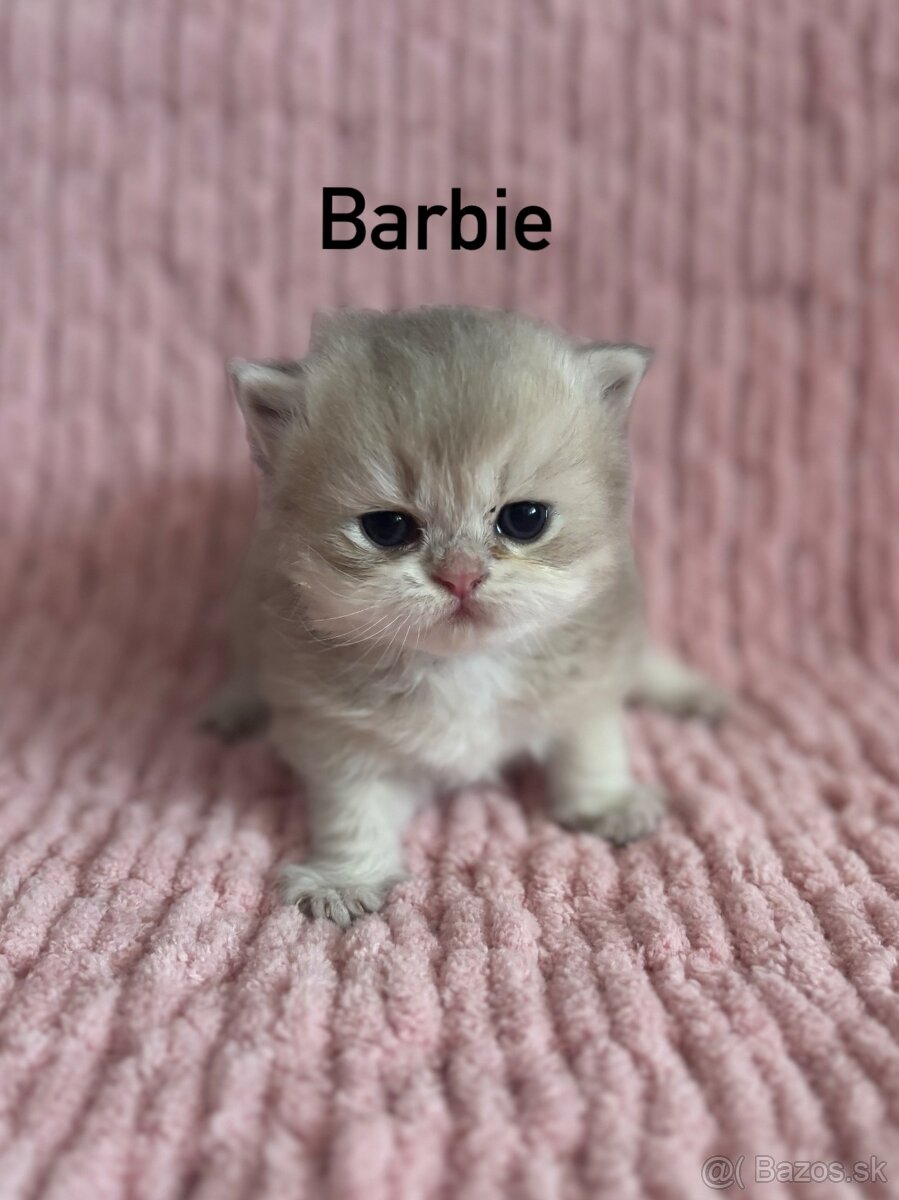 Britské krátkosrsté mačiatká s PP