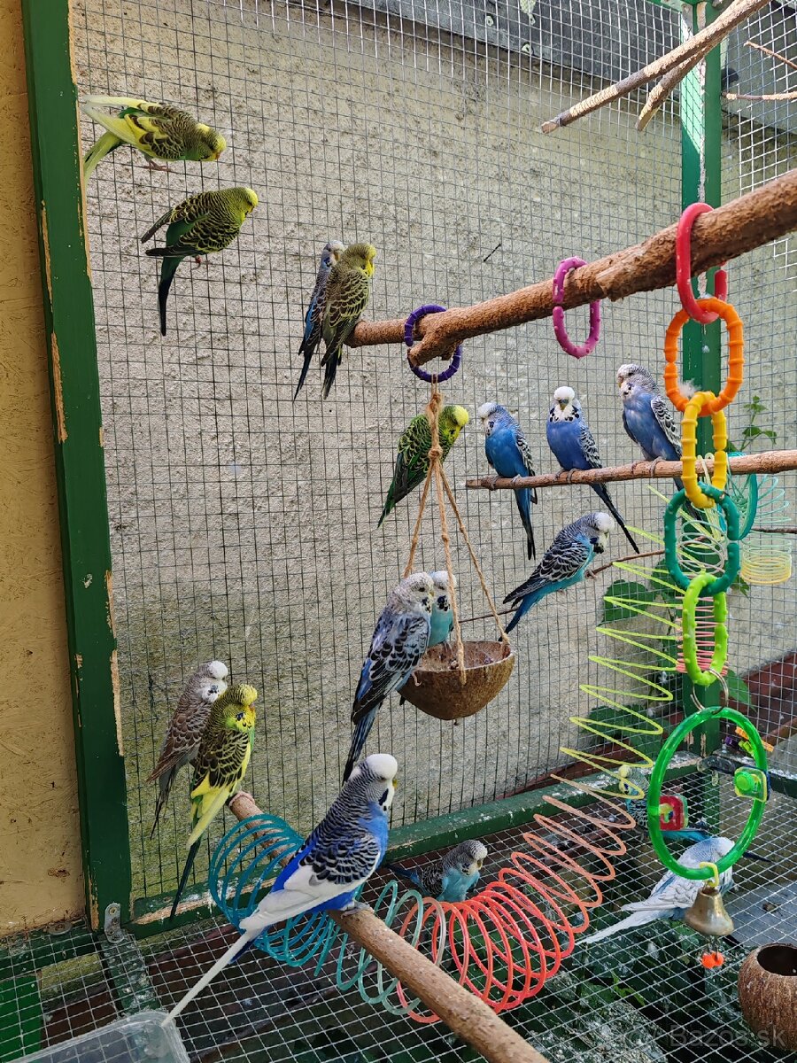 Výstavné, polovýstavné andulky