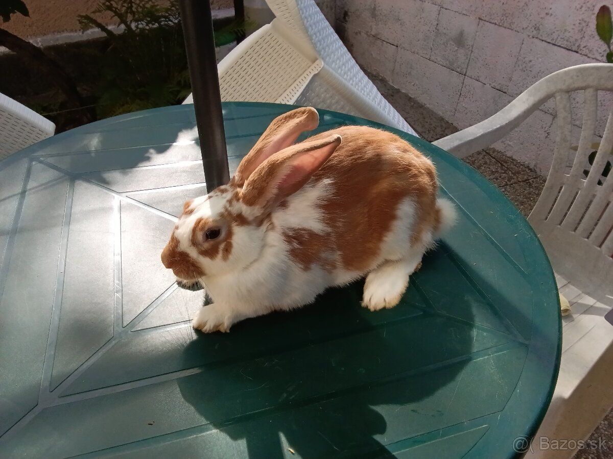Predám mladé králiky na chov, alebo na mäso