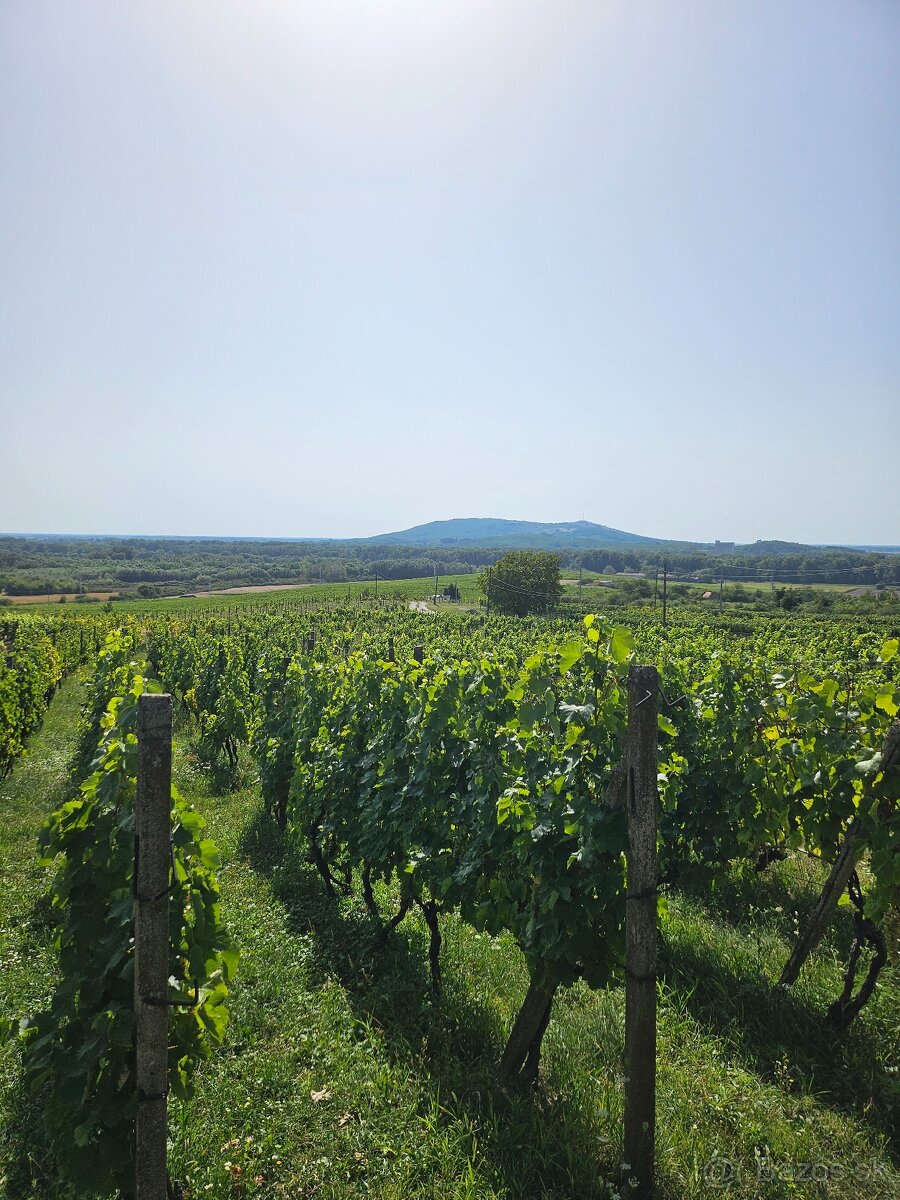 Dve vinice v srdci Tokajskej oblasti – obec Viničky