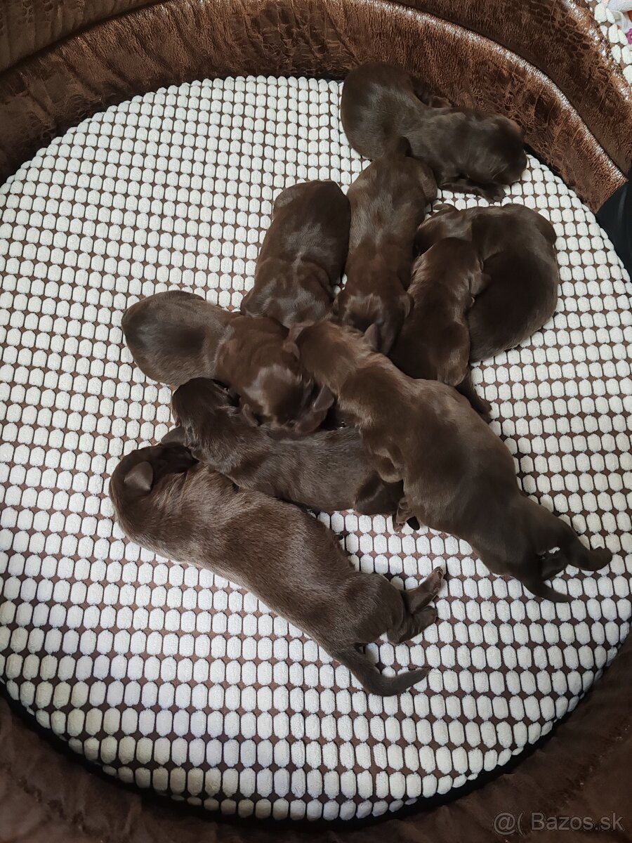 Labrador čokoládový