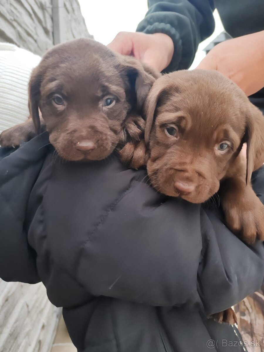 Labrador čokoládový