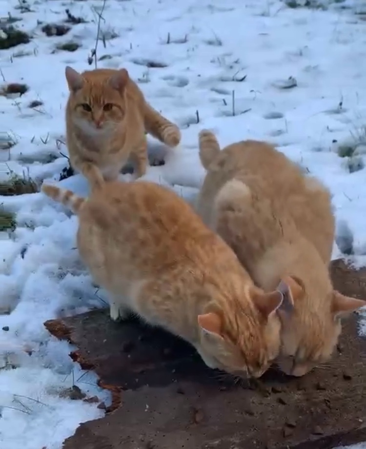 SÚRNE HĽADJÚ NOVÝ DOMOV