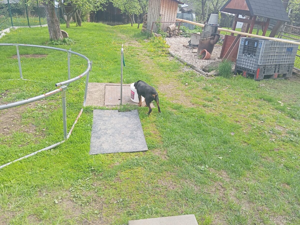 Predám dvojročnú sučku jagteriera